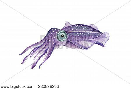 Sea Cuttlefish Watercolor Illustration. Hand Drawn Underwater Creature. Ocean Wildlife Tropical Sepi