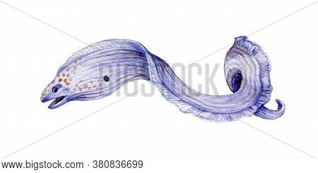 Moray Eel Watercolor Illustration. Sea Exotic Underwater Coral Reef Predator. Hand Drawn Dangerous S