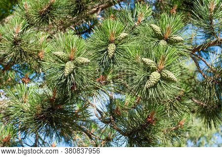Unripe Green Cones Hanging At The Twigs Of Pinus Sylvestris, The Scots Pine Tree
