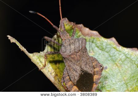 Dok liść błąd Close-Up portret
