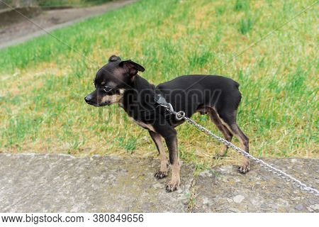Little Tame Toy Terrier. Obedient, Handsome, Thoroughbred. Cute And Small Tame Puppy With A Metal Le