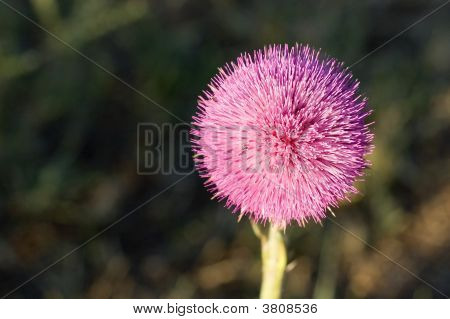 Röd Thistle Bloom i morgonljuset