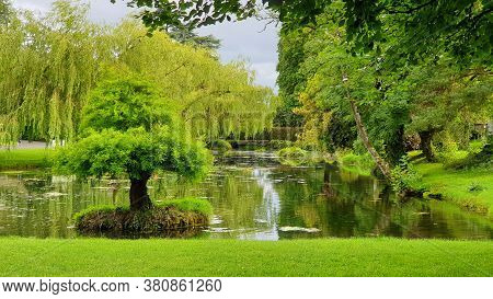 The Single Green Tree On A Small Island In The Middle Of The Pond, Surrounded By A Mature Japanese G