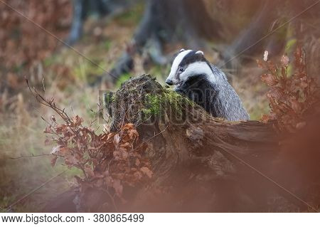 European Badger Behind Tree Trink With Moss In Autumn