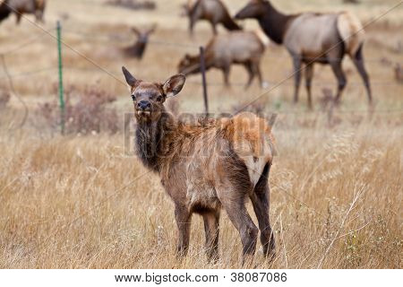 Baby Elk
