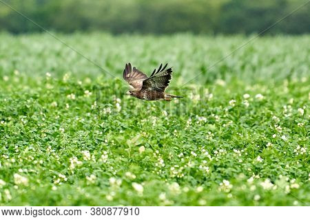One Common Buzzard, Buteo Buteo, On Spring Field, One Buzzard With Spread Wings Taking, Place For Te