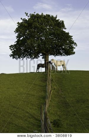 Hästar ek Tree02