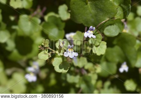Kenilworth Ivy Small Flowers - Latin Name - Cymbalaria Muralis