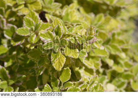 Swedish Ivy Marginatus - Latin Name - Plectranthus Forsteri Marginatus