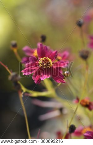 Tickseed Red Satin Flower - Latin Name - Coreopsis Red Satin