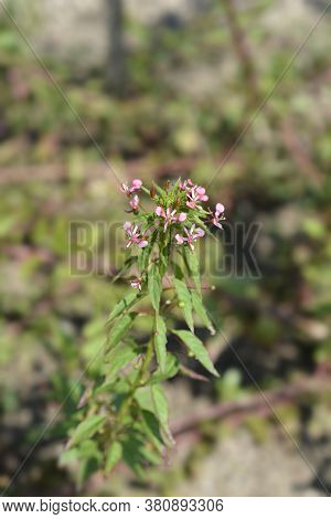 Mosquito Flower - Latin Name - Lopezia Coronata