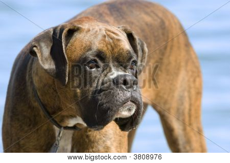 Bulldog mugg
