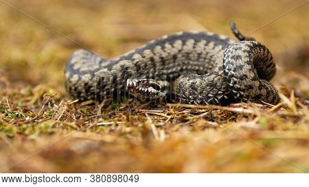 Poisonous Common Viper Lying On The Ground In Autumn.