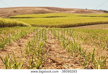 Avustralya tarım tarım sanayi şeker kamışı cropgrowing
