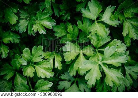 Fresh Green Organic Parsley Or Chervil Branches And Leaves In A Garden. Summer Background.