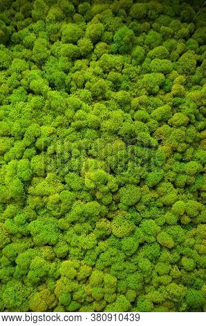 Seamless Texture Of Green Moss Close-up, Vertical Image