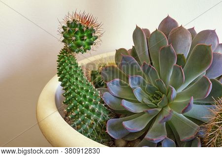 Cacti, Hobby Concept.  Sempervivum, Echinopsis Spachiana In Flower Pot
