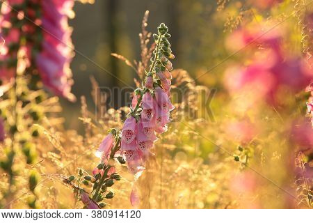 Foxglove sunset sunrise flower Nature background Nature flower Nature garden flower Nature background flower meadow Nature flower background Nature flower Nature flower Nature flower Nature background flower Nature background wildflower Nature background.