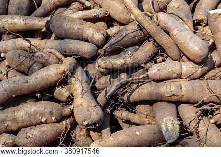 Cassava For Tapioca Flour Industry, Raw Yucca Tuber, Cassava In Top View For Background