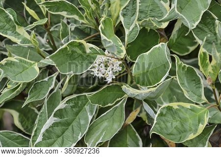 Leaves And Flowers Of Ornamental Shrub Variegated Dogwood (cornus Alba Sibirica Variegata) Close Up.