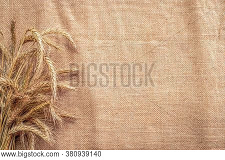 Grain Field. Whole, Barley, Harvest Wheat Sprouts. Wheat Grain Ear Or Rye Spike Plant On Linen Textu