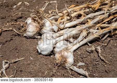 Garlic: Bunch Of Fresh Garlic Harvest On Soil Ground. Freshly Dug Heads Of Garlic Bulbs.