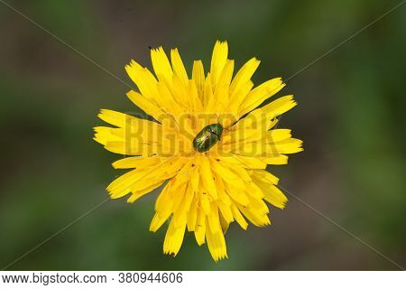 A Closeup Shot Of An Insect On A Yellow Flower Under The Sunlight