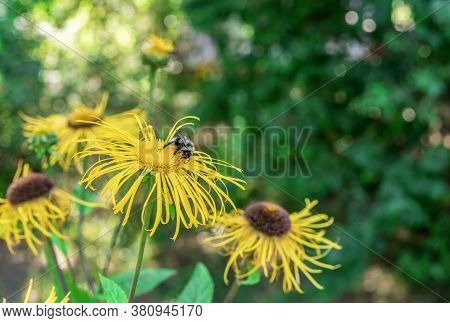 Yellow Flowers Elecampane With A Bee Collecting Pollen. Inula Royleana.
