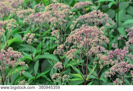 Weed Plant Eutrochium Purple In The Summer Garden.