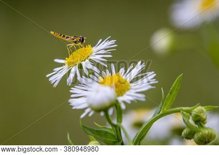 Small Fly (sphaerophoria) On A White Flower In The Garden
