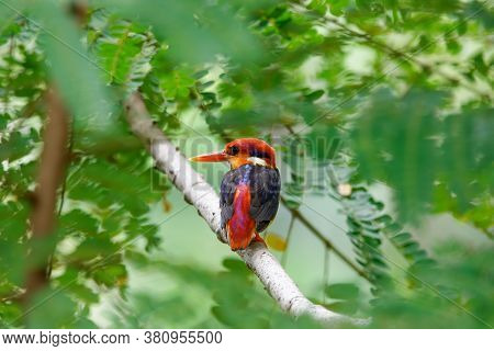 The Oriental Dwarf Kingfisher Also Known As The Black-backed Kingfisher Or Three-toed Kingfisher (ce