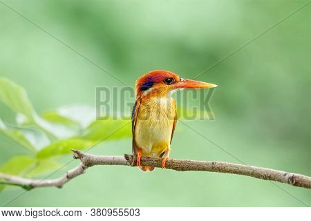 The Oriental Dwarf Kingfisher Also Known As The Black-backed Kingfisher Or Three-toed Kingfisher (ce