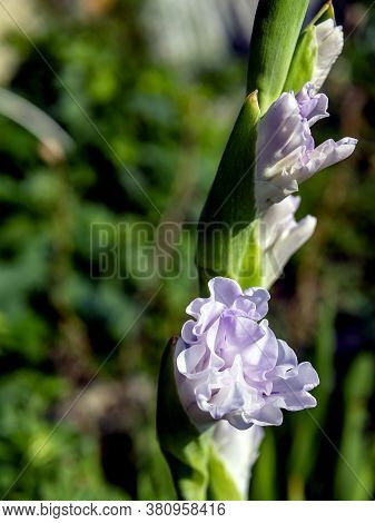 Delicate Fresh Light Lilac Gladiolus In The Garden