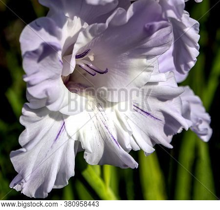 Delicate Fresh Light Lilac Gladiolus In The Garden