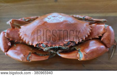 Boiled Stone Crab Body Builder. Cheliped Of The Crab, Prepared Raw Shell Animal At Homemade Gourmet 
