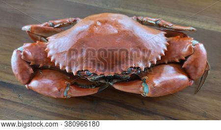 Boiled Stone Crab Body Builder. Cheliped Of The Crab, Prepared Raw Shell Animal At Homemade Gourmet 