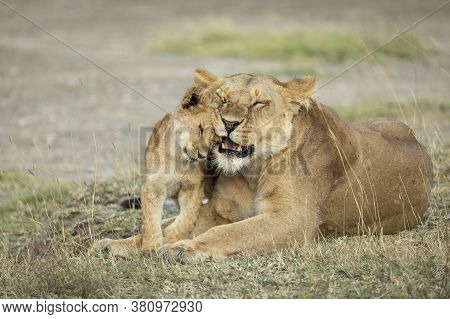 Adult Female Lioness And Her Lion Cub Showing Love And Affection In Ndutu Ngorongoro Conservation Ar