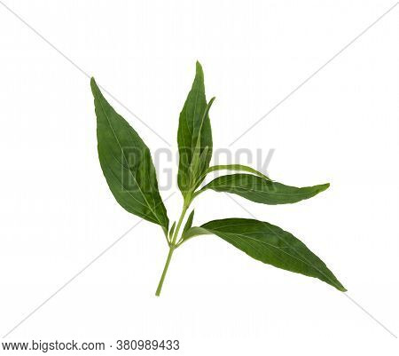 Andrographis Paniculata Plant Gree On White Background