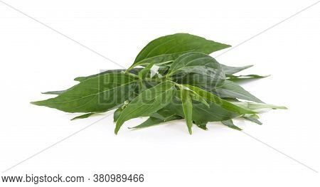 Andrographis Paniculata Plant Green On White Background.