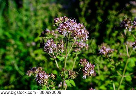 Many Fresh Green Leaves And Purple Flowers Of Thymus Serpyllum Plant, Known As Breckland Wild Thyme,