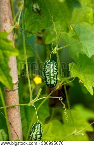 Cucamelon, Melothria Scabra Or Mousemelon, Mexican Fruit Growing In Summer Kitchen Garden