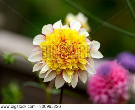 Beautiful Dahlia Polka Haze Flower Plant In Summer Cottage Garden