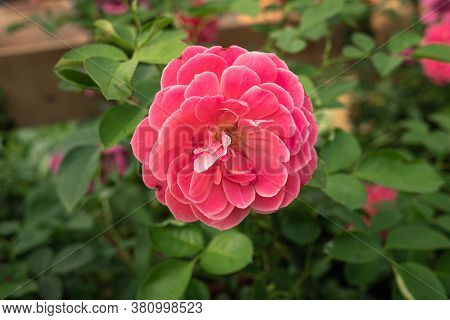 Single Pink Rose Growing On Plant. Rosa Gallica