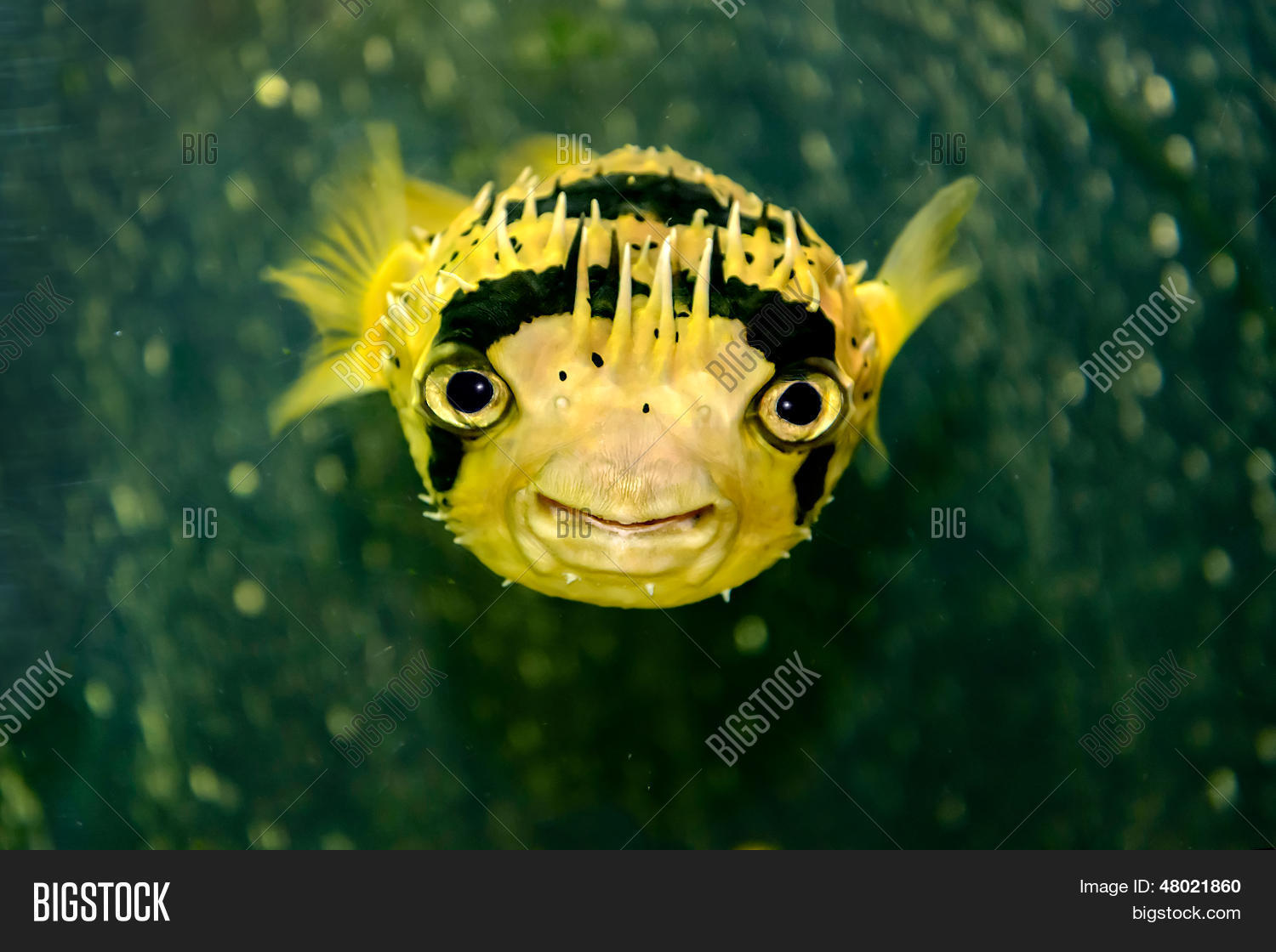 Porcupine Fish Image & Photo (Free Trial) Bigstock