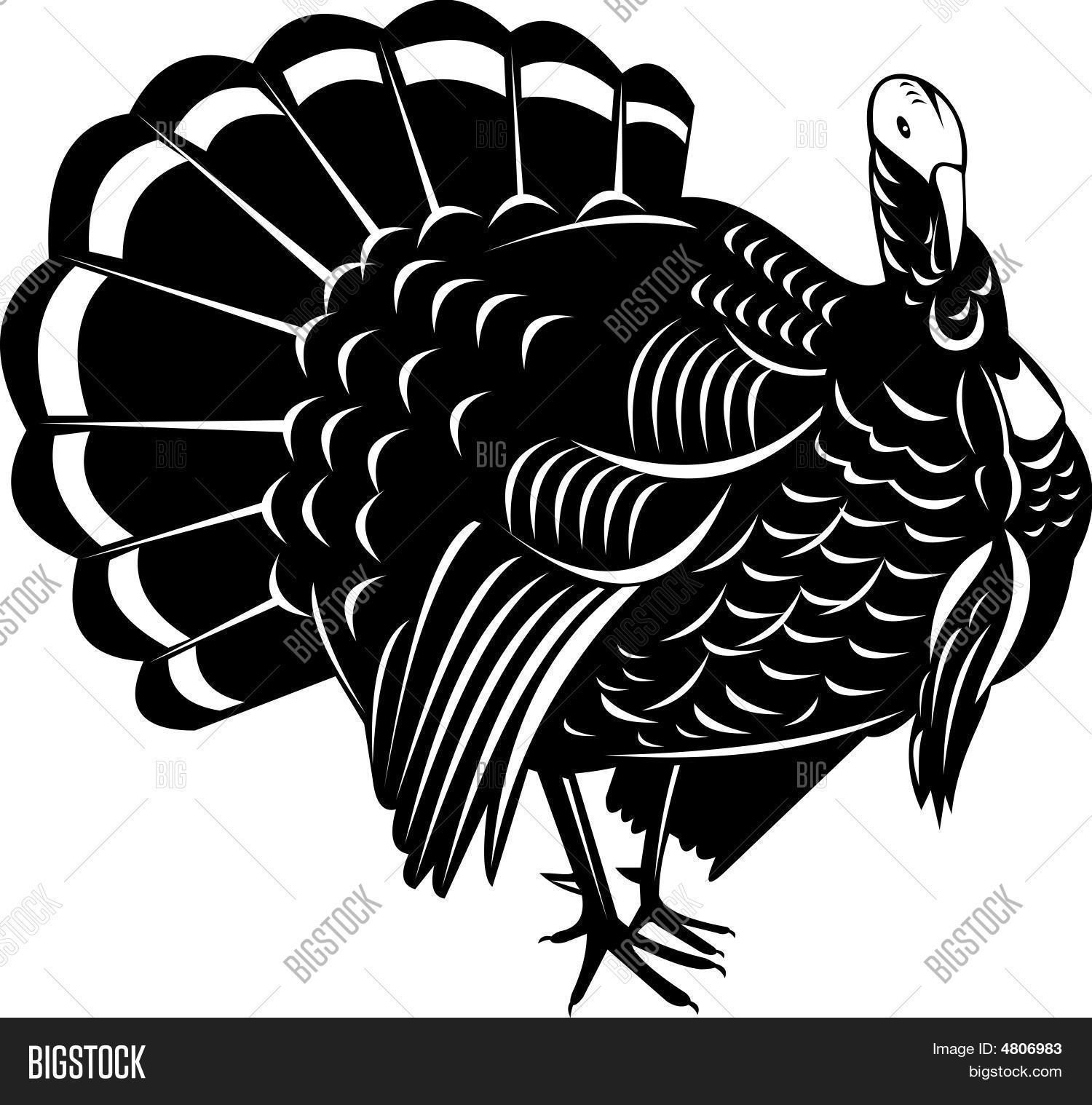 Wild Turkey Vector & Photo (Free Trial) | Bigstock