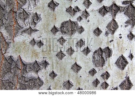 Old Populus Tomentosa Tree Bark
