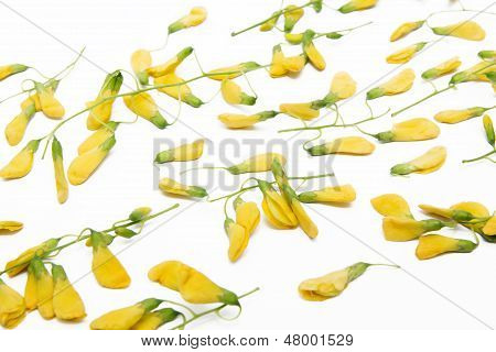 Sesbania flower