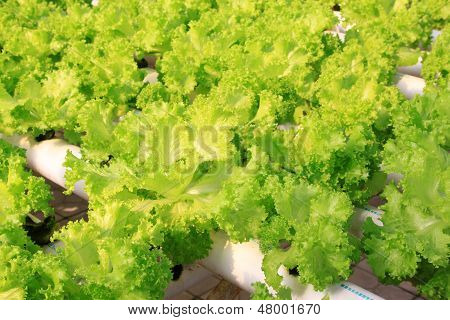 Soilless Cultivation Of Vegetables