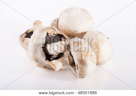 Spoiled rotten field mushroom