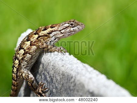 Texas spiny lizard (Sceloporus olivaceus)